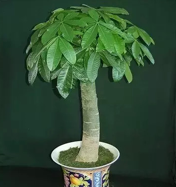 家里放這些花，讓全家更長(zhǎng)壽！